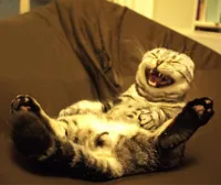 cat laughing