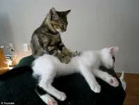 cat massage