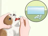 Cat Medicine