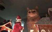 Cat pathetic looking at Christmas decorations