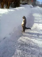 Cat Snow