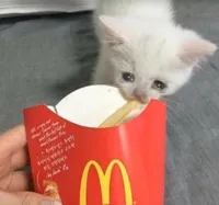 cat stealing mcdonalds fry