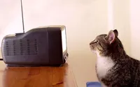 cat watching tv