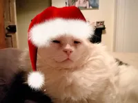 Cat with red christmas hat