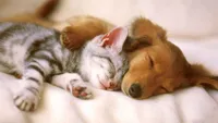 cats and dogs sleeping together