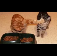 cats share food