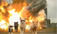 Cats walking away from explosion