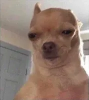 Chihuahua Meme Face