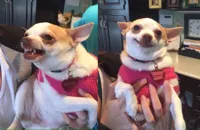 chihuahua meme