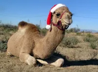 Christmas Camel