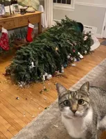 christmas cat