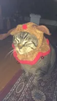 Christmas Cat