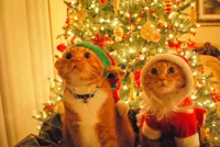 Christmas Cats hopeful