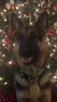 Christmas Dog