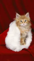 Christmas kitten