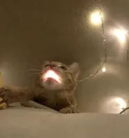 Christmas Light Cat