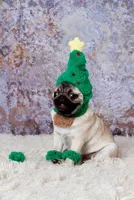 Christmas Pug