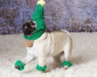 Christmas Pug