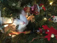 Christmas tree cat