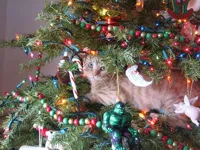 christmas tree cat