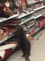 ChristmasBeaver