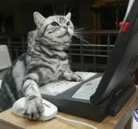 Coding Cat