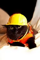 Construction Cat