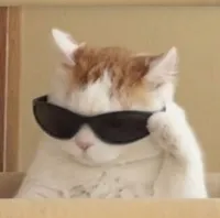 Cool cat