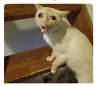 Coughing Cat