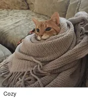 Cozy Cat