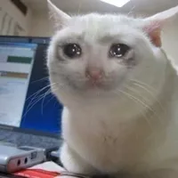 Crying cat