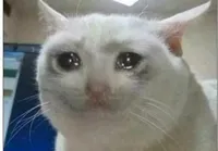 crying cat