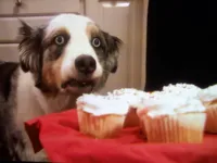 Cupcake dog