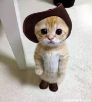 Cute Cat