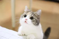 cute cat