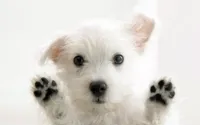 cute dog