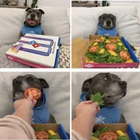 Disappointed pizza dog