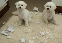 Dog Ate Homework