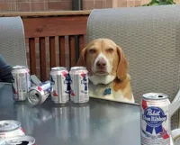 dog beer