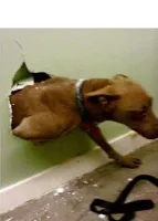 Dog breaking the wall