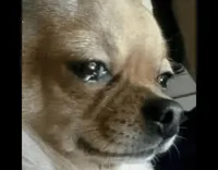 dog crying