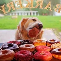 Dog Donuts