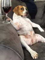 Dog drinking wine