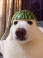 dog helmet