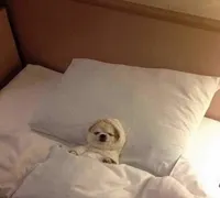 Dog in bed sleeping