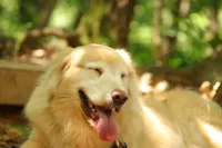 Dog laughing