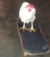 Dog on skateboard