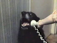 Dog Phone