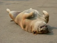 Dog Playing Dead