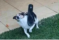 dog sandal